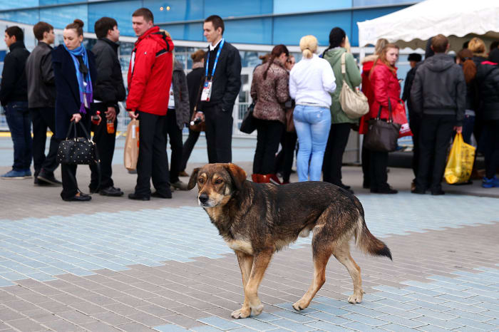 sochi-olympics-stray-dogs-466914885.jpg